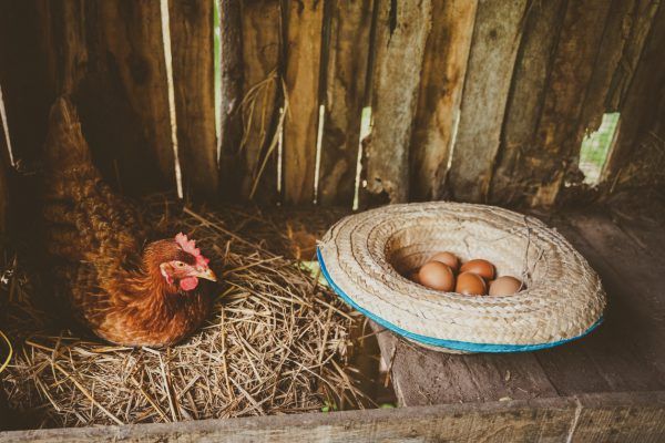 Villagers raise chickens to use as food for their eggs.
